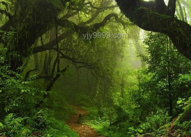在美洲雨林探险安全指南